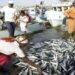 Moçambique perde 60 milhões de dólares por ano por causa da pesca ilegal