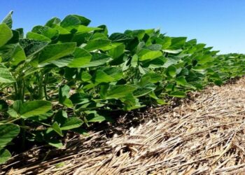 Adotar práticas agrícolas mais sustentáveis pode aumentar a resiliência