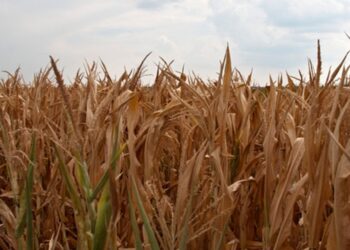 Mudanças climáticas agravam problemas de comunidades deslocadas em Moçambique-ONU