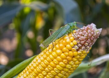 Mozambique’s Agro-Mozal project guarantees farmers the necessary support to boost production and productivity