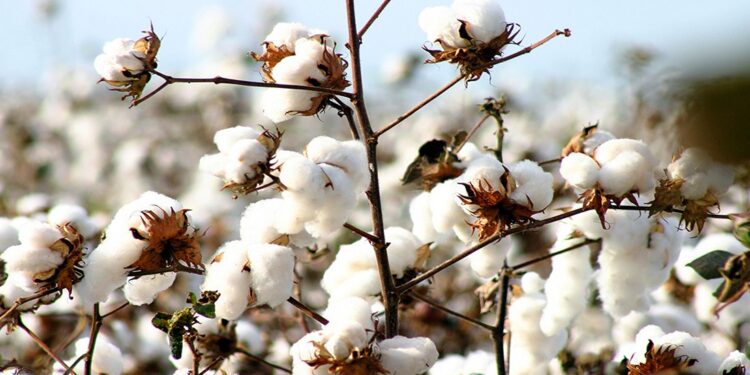 Insurgência de Cabo Delgado: Cotonicultura por um fio fino