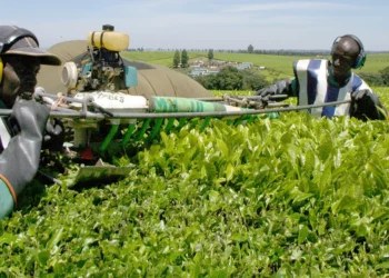 África defende sistemas padronizados de compartilhamento de dados para apoiar o crescimento no setor agrícola