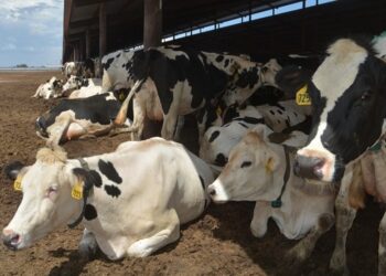 Livestock farming’s climate footprint on spotlight