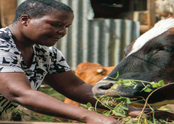 SPACE 2022 advocate for jobs in livestock farming