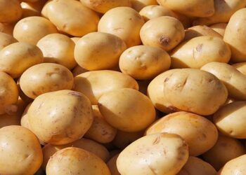 Testes de batata e milho GM devem ocupar o centro do palco na África Oriental e Austral