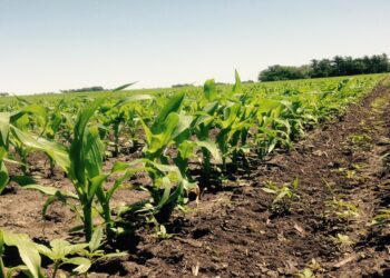 Desafios dos agricultores em destaque na COP27