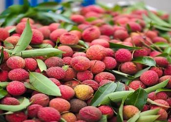 A nova promessa agrícola da África está em jogo