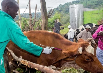 Agricultura na África do Sul; Seis coisas que precisam de atenção urgente em 2023