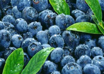 Macfrut 2023,Turquia participará do International Blueberry Days