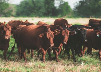 Stock farming trends: FMD, COVID-19 recovery and the marbling index