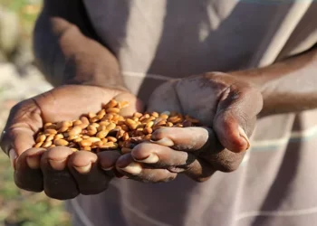 A agricultura urbana diversificada pode ajudar as cidades a enfrentar os desafios duplos de segurança alimentar e mudança climática-Pesquisador