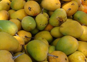 Acertar as políticas agrícolas é fundamental para alimentar a África