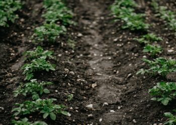 Atrair financiamento para a agricultura de sequeiro de África para construir resiliência climática.