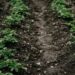 Attracting finance to Africa’s rainfed agriculture to build climate resilience.