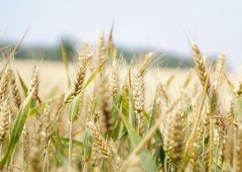 Seguro Agrícola: O Papel Crucial de África e Parcerias para o Crescimento