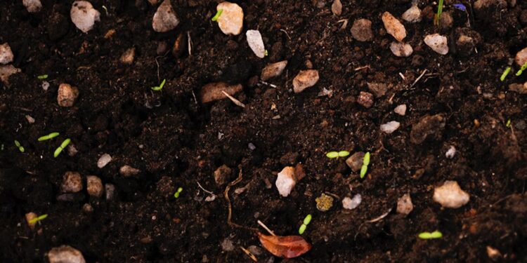 GRP e CIMMYT colaboram para melhorar a resiliência climática