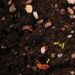 GRP e CIMMYT colaboram para melhorar a resiliência climática
