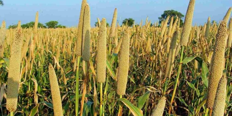 El Niño’s Scorching Grip on Mozambique: Food Insecurity Looms as Crops Fail