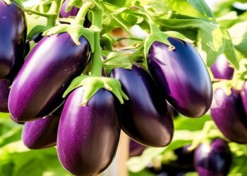 Equity Group e PMA assinam acordo para capacitar pequenos agricultores na RDC