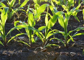 Modelo de Agricultor Moçambicano Colhe Sucesso e Eleva a Comunidade