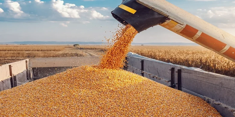 Um campo próspero: a parceria agrícola entre a China e a África
