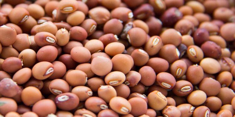Cuamba’s Pigeon Pea Harvest Hit by El Niño