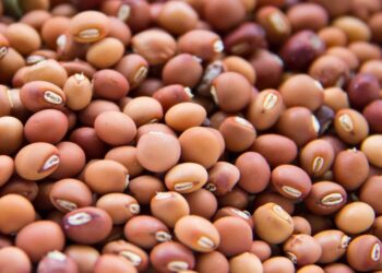 Colheita de feijão bóer em Cuamba atingida pelo El Niño