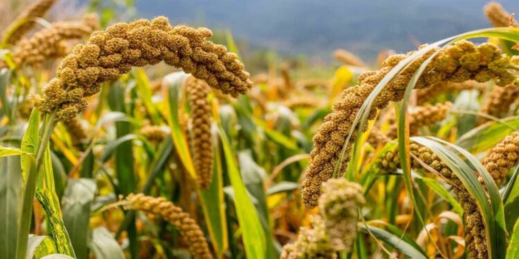Fortified Whole Grains: A New Frontier in Global Nutrition