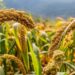 Grãos integrais fortificados: uma nova fronteira na nutrição global