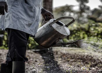 Gates Foundation’s Agricultural Interventions in Africa: A Double-Edged Sword?