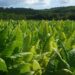 Indústria do Tabaco em Moçambique despenca 71,7% no primeiro semestre de 2024