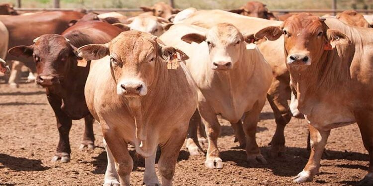 Mozambique Clamps Down on Foot-and-Mouth Disease