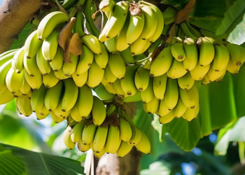 Mozambique’s Green Hope: A Balanced Harvest
