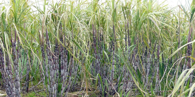 Sugar Boom: Mozambique’s Sweet Success