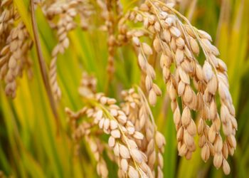 Libyan Investment Group Eyes Mozambique’s Rice Sector