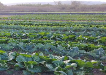 Moçambique e Itália Forjam Laços Mais Profundos em Agricultura e Pesca