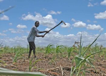 A esperança floresce em Boane: Projeto de € 1,5 milhão cultiva resiliência para agricultores moçambicanos
