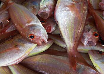 New Dawn for Mozambican Agriculture: Minister Albino Unveils Strategic Leadership Team