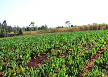 Green Light for Mozambican Soil: Japan Pumps Millions into Land Use Project