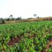 Green Light for Mozambican Soil: Japan Pumps Millions into Land Use Project