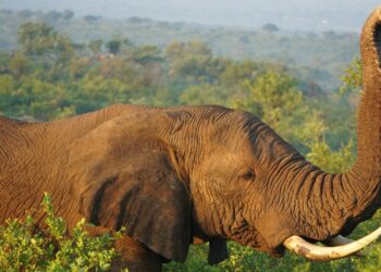 SERNIC apreende presas de elefante em Tete e três presos