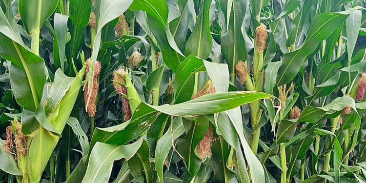 Start Right, Harvest Big: Practical Tips for Maize Germination