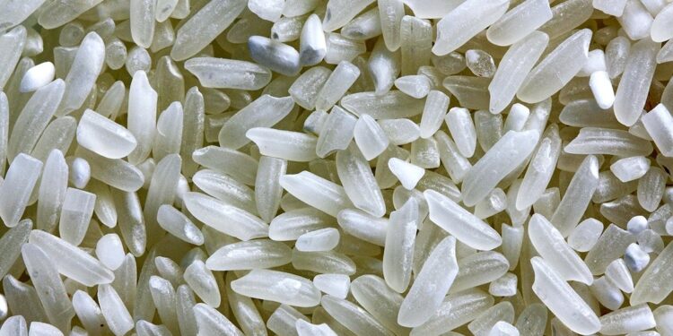 Bumper Harvest in Zambézia: A Feast of Rice, But Roads Remain Rocky