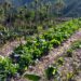 Agroecology: Mozambique’s New Strategy for Food Security and Resilience
