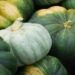 Sofala Bounces Back: Central Mozambique Records 3m Tonne Agricultural Harvest