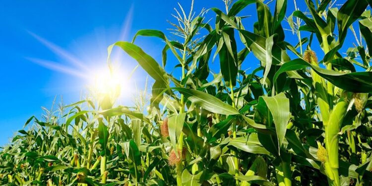 COP30 Estagna na Agricultura enquanto África Exige Justiça Climática