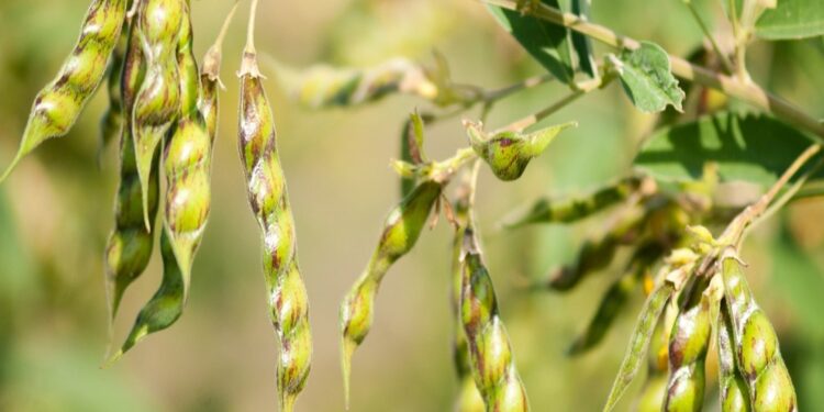 ICRISAT, FAO back farmer-led seed enterprises