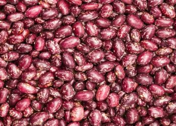 Mozambique Scrambles for 26,000 Tonnes of Emergency Seeds