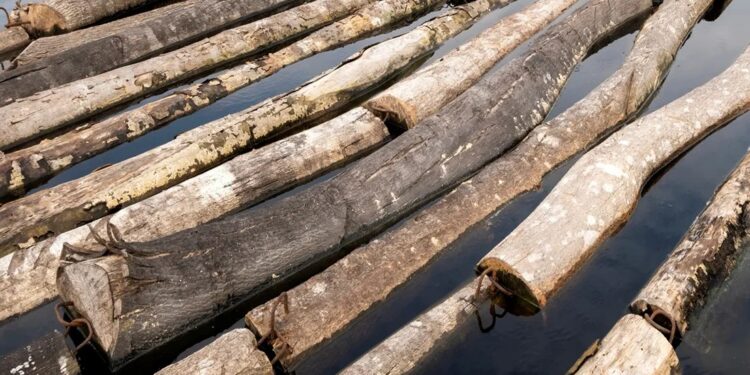 Authorities Seize 37.6 Cubic Metres of Illicit Logs in Tete