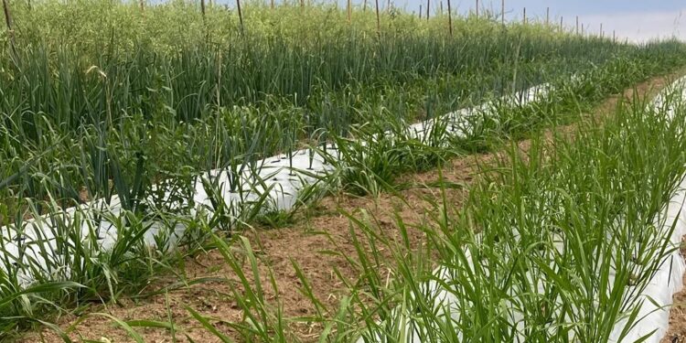 Mozambique Courts Thai Investment to Seed Rice Revolution